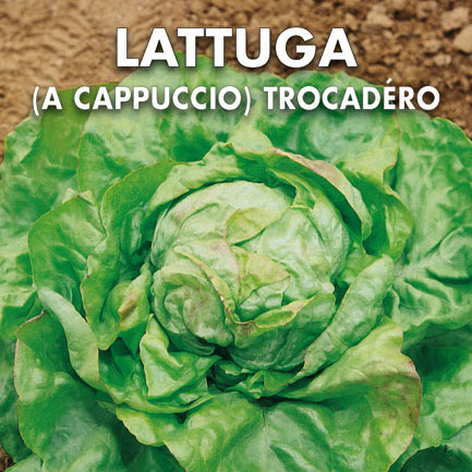 LATTUGA (a Cappuccio) Trocadero