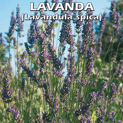 LAVANDA Lavandula spica