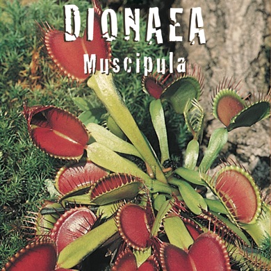 CARNIVORA Dionea muscipula