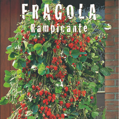 FRAGOLA rampicante