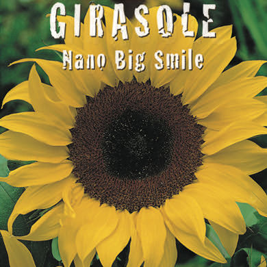 GIRASOLE BIG SMILE