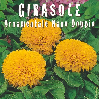 GIRASOLE ORNAMENTALE NANO DOPPIO