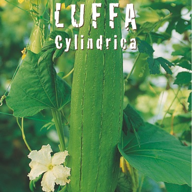 Luffa cylindrica