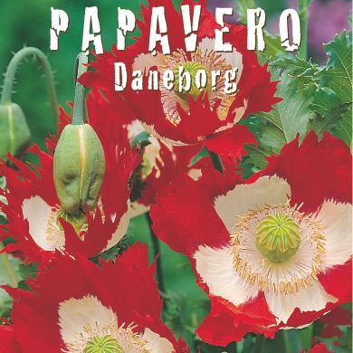 PAPAVERO DANEBROG