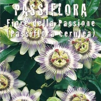 Passiflora caerulea