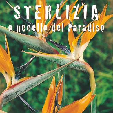 STRELIZIA UCCELLO DEL PARADISO