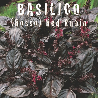BASILICO ROSSO