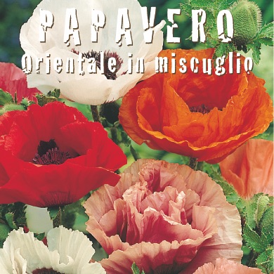 PAPAVERO ORIENTALE MIX