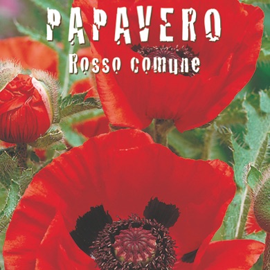 PAPAVERO ROSSO COMUNE