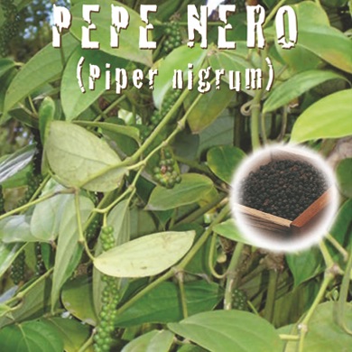 PEPE NERO - Piper nigrum