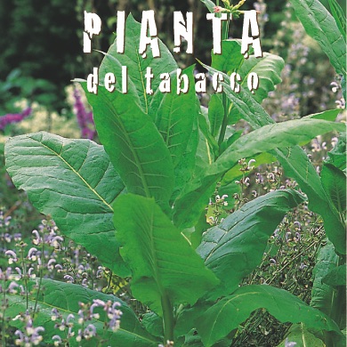 TABACCO Nicotiana tabacum