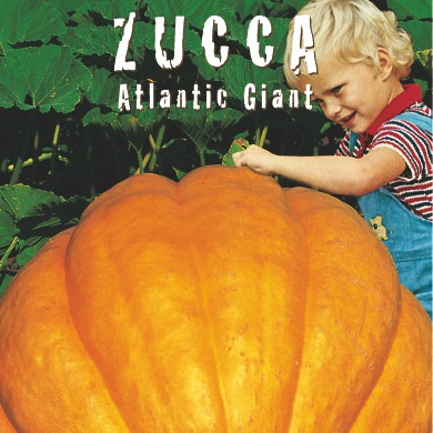 ZUCCA ATLANTIC GIANT