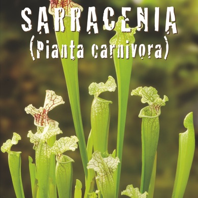 CARNIVORA SARRACENIA