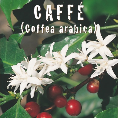 CAFFE' Coffea arabica