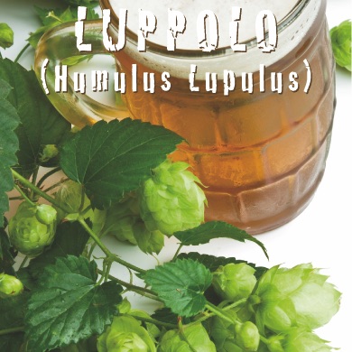 LUPPOLO Humulus luppulus