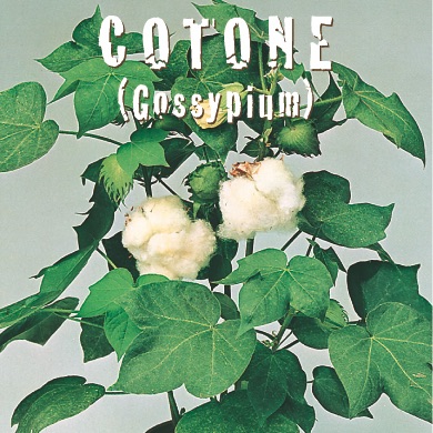 COTONE Gossypium