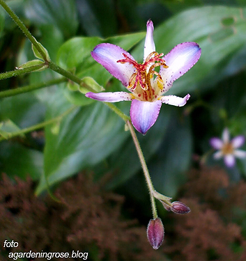 Tricyrtis TAIPEI SILK