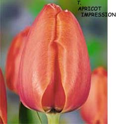 Tulipa - Gruppo 04 (Darwin) APRICOT IMPRESSION