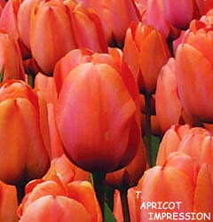 Tulipa - Gruppo 04 (Darwin) APRICOT IMPRESSION