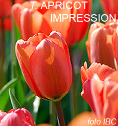Tulipa - Gruppo 04 (Darwin) APRICOT IMPRESSION