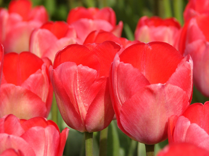 Tulipa - Gruppo 04 (Darwin) Van Eijk