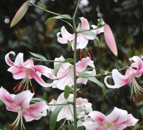 Lilium (orienpet) ANASTASIA