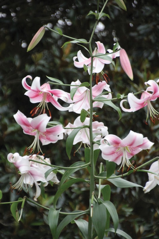 Lilium (orienpet) ANASTASIA