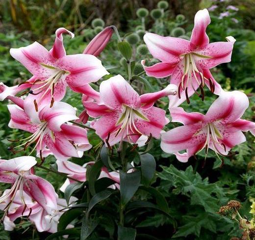 Lilium (orienpet) ANASTASIA