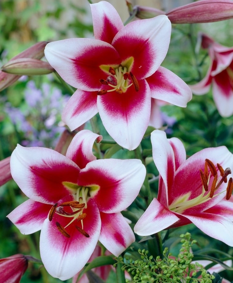Lilium (orienpet) FRISO