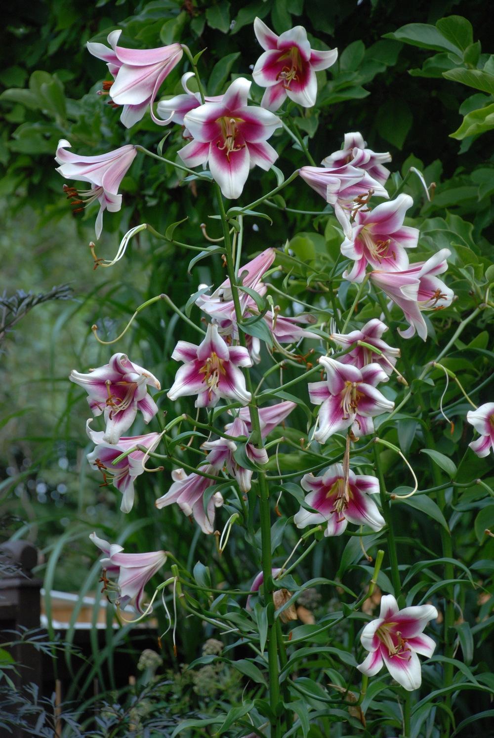 Lilium (orienpet) FRISO