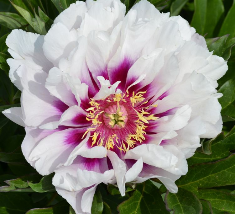 Paeonia Itoh CORA LOUISE