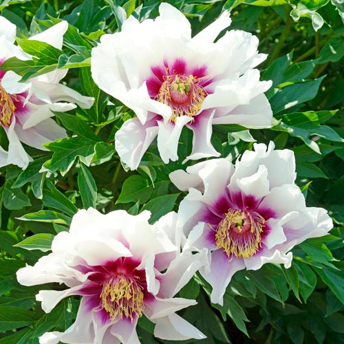 Paeonia Itoh CORA LOUISE
