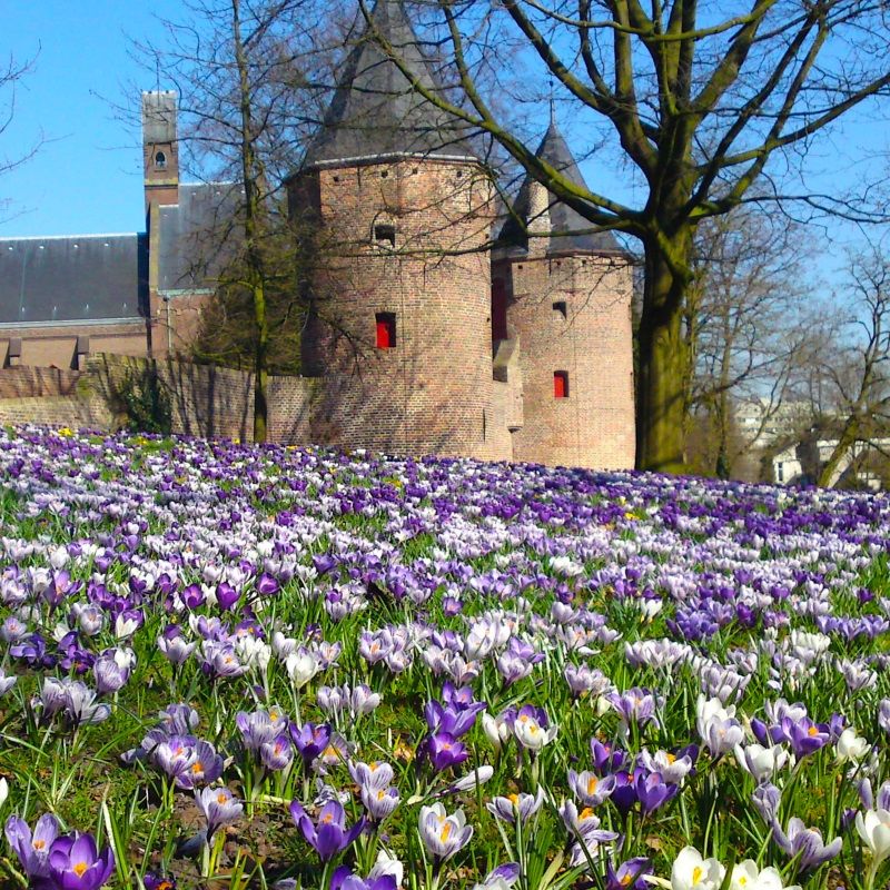 FLORIANA Selection BLUE GRASS (100 bulbi)