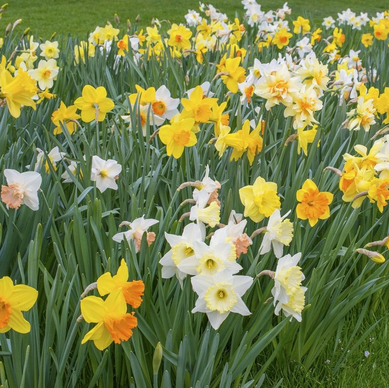 FLORIANA Selection JUTLAND'S PRIDE NARCISSUS MIX (50 bulbi)