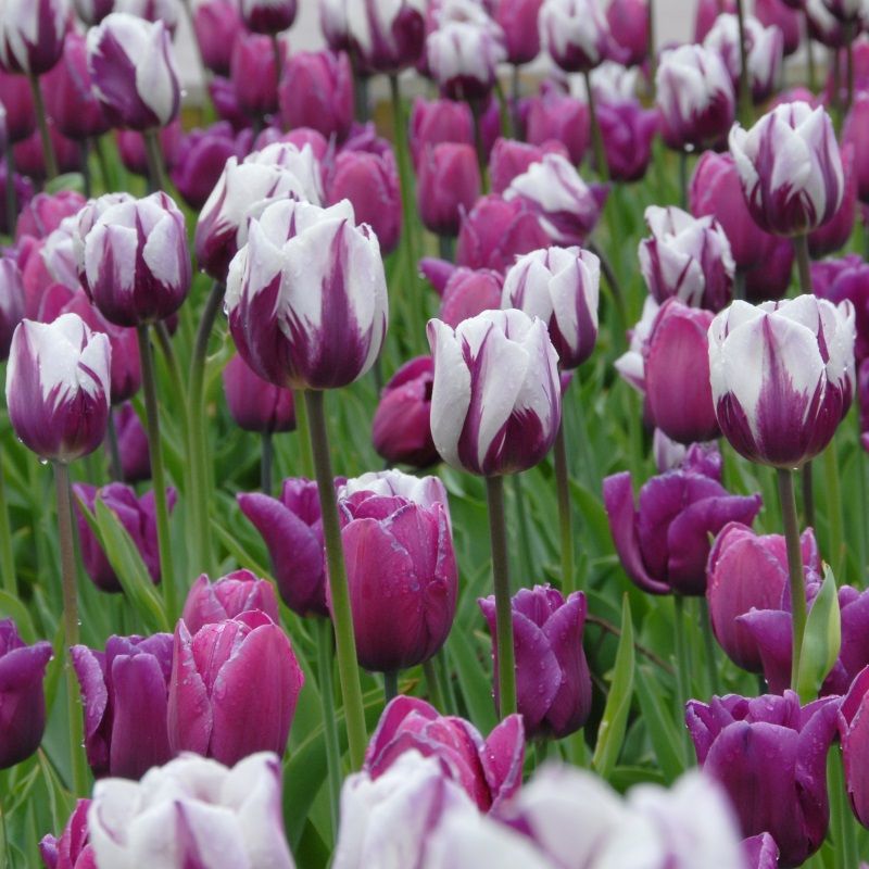 FLORIANA Chromatic SMOKEY MOUNTAINS (100 BULBI)