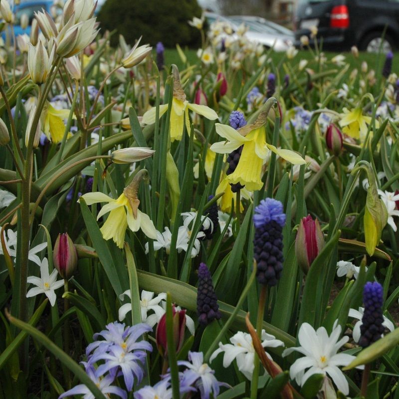 FLORIANA Selection SPRING BUBBLES