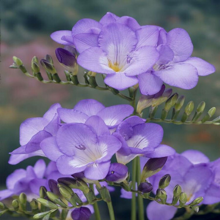 Freesia ROYAL BLUE (semplice blu)