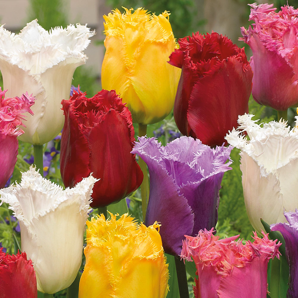 Tulipa sfrangiati MIX