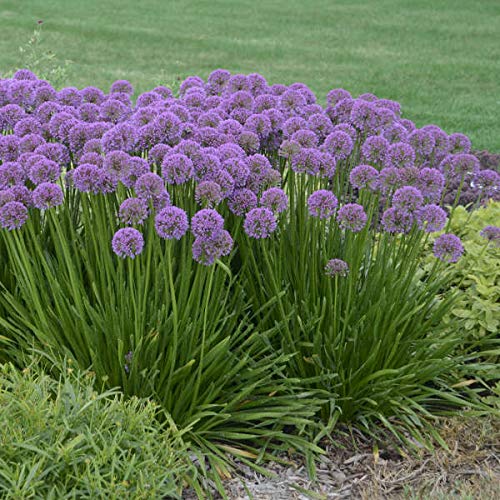 Allium MILLENIUM