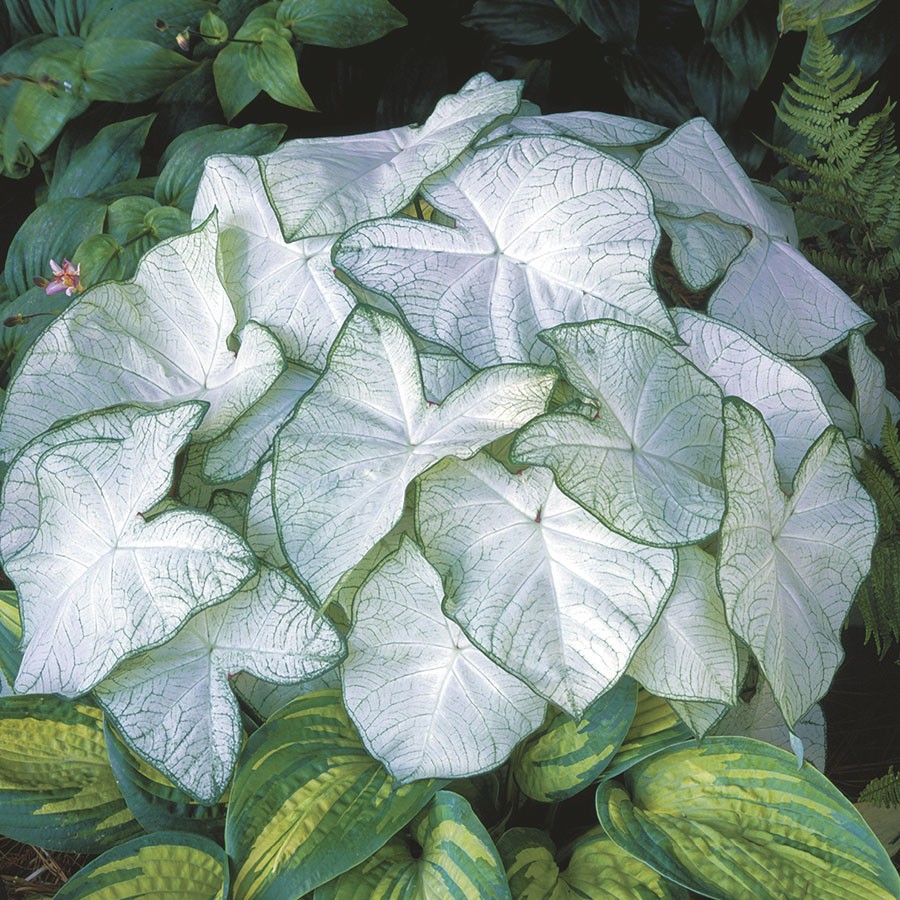 Caladium FLORIDA MOONLIGHT