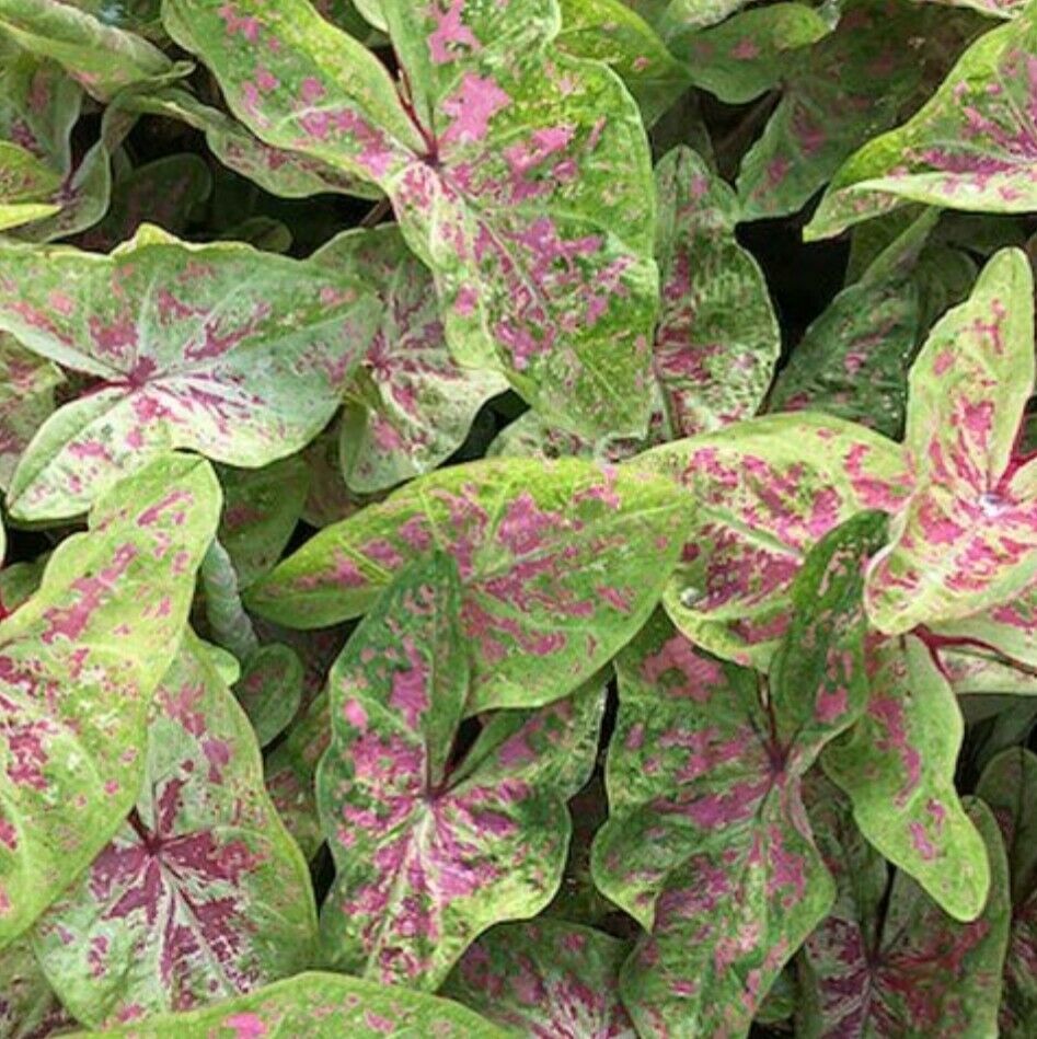 Caladium SEA FOAM PINK (I)