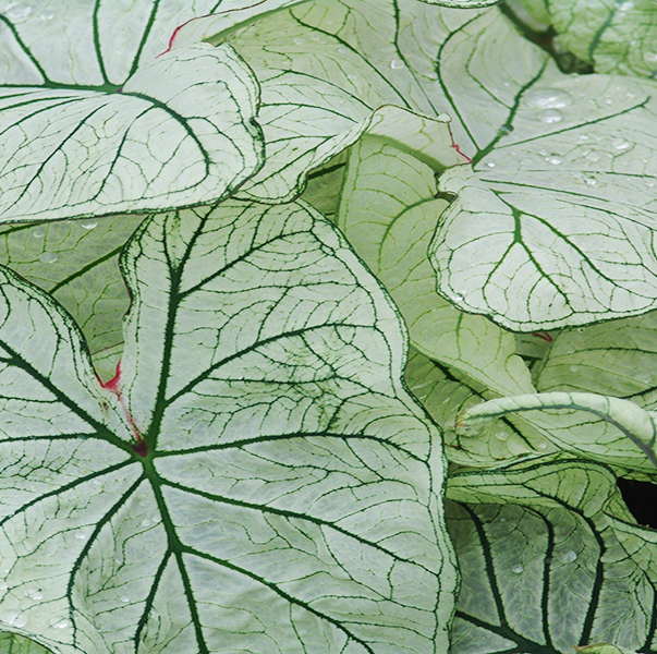 Caladium CANDIUDUM SENIOR