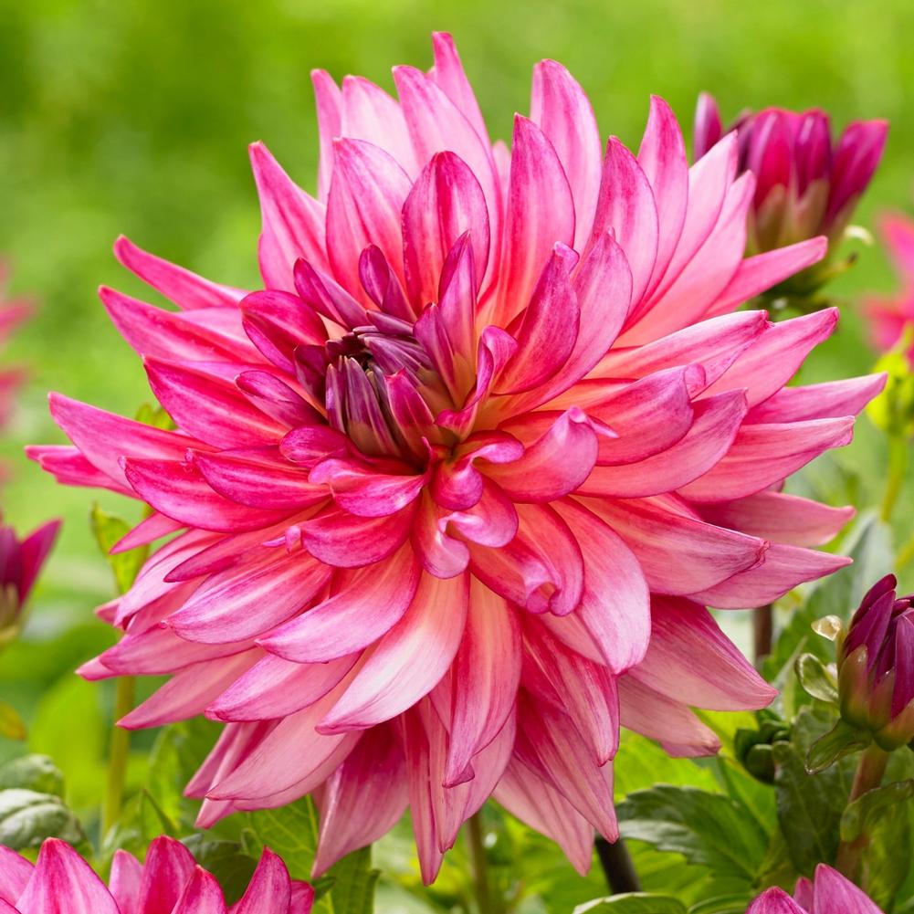Dahlia (decorativa) PINKIE SWEAR
