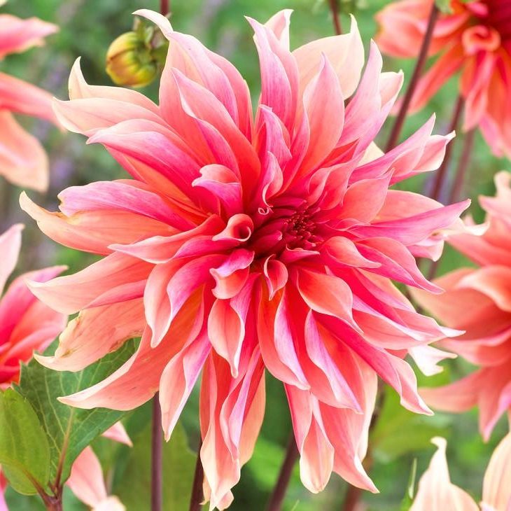 Dahlia (decorativa) LABYRINTH