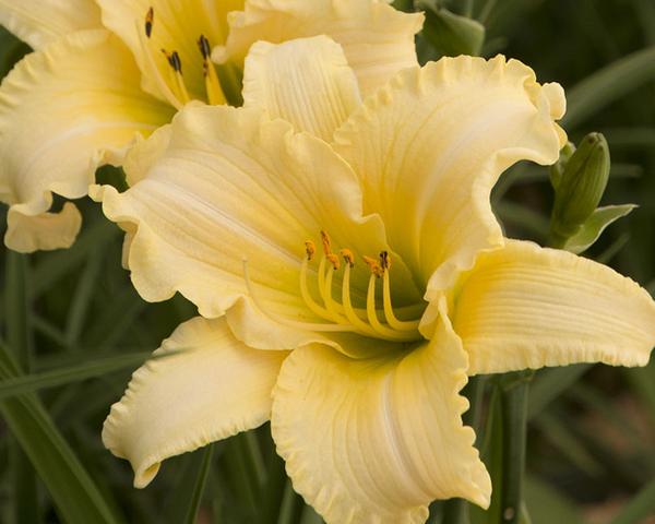 Hemerocallis CREAM EveryDaylily™