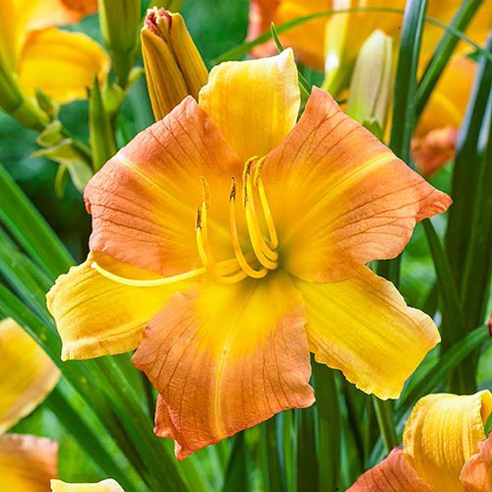 Hemerocallis PUNCH YELLOW EveryDaylily™
