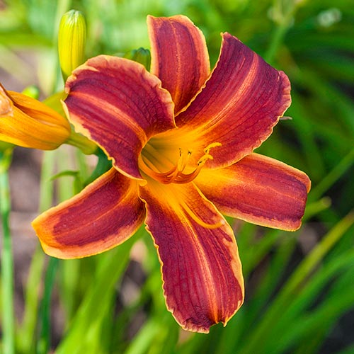 Hemerocallis RED RIBS EveryDaylily™