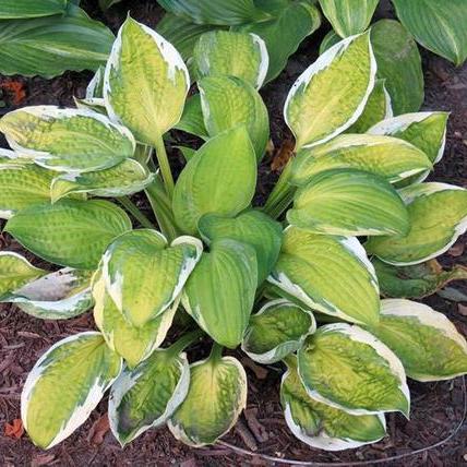 Hosta CAPTAIN'S ADVENTURE