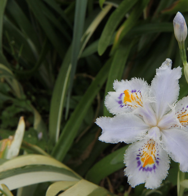 Iris (v) japonica 'Variegata'