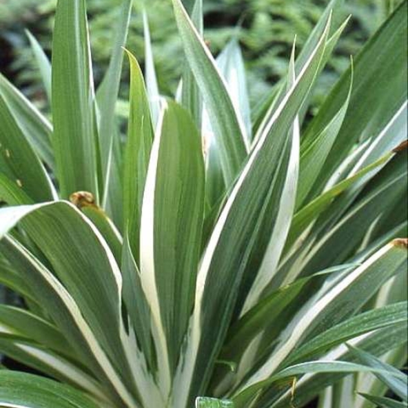 Iris (v) japonica 'Variegata'